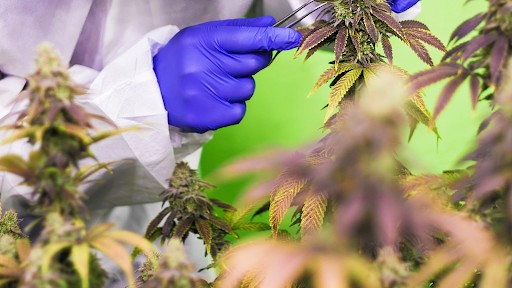 CBD’s Role As An Anxiolytic