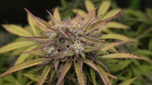 Can CBD Treat Addiction
