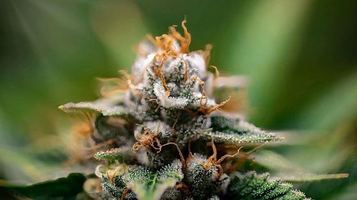 Is CBD Actually Enhancing THC’s Effects