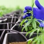 Can Cbd Help Overcome Tobacco And Nicotine Addiction