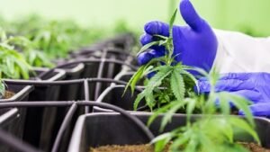 Can Cbd Help Overcome Tobacco And Nicotine Addiction