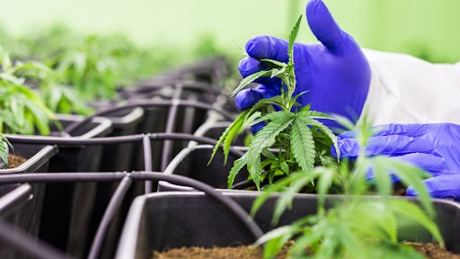 Can Cbd Help Overcome Tobacco And Nicotine Addiction