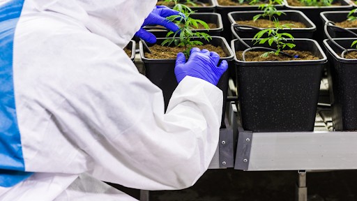 Growing Hemp