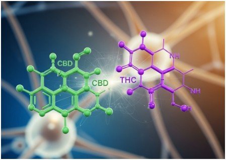 Does Cbd Counteract Thc